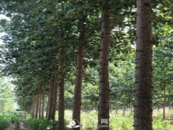 河南周口：培育出不飞絮的杨树新品种