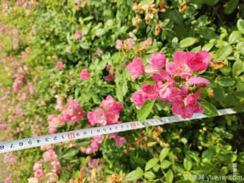 安吉拉月季盆栽苗，60厘米高基地发货