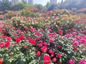 郑州月季公园40万株月季竞相绽放，感受花漾生活