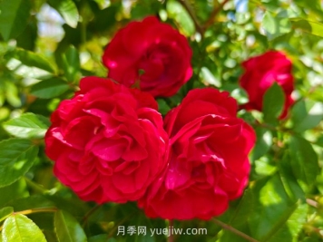 月季红木香爆花机器，花艳丽花量大花期长