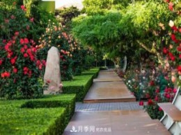 秦皇岛适合养月季花，市花和市树是什么